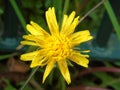 Hairy cats Ear Dandelion Flower Royalty Free Stock Photo