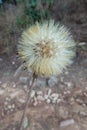 The Hairy Cats Ear or Flatweed Seed Head Royalty Free Stock Photo