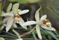 Hairy Coelogyne Orchid