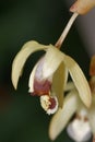 Hairy Coelogyne Orchid