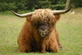 Hairy Coo