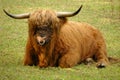 Hairy Coo