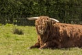 Hairy Coo Royalty Free Stock Photo