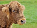 Hairy cow