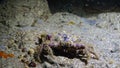 Hairy crab Pilumnus hirtellus, medium shot. Black Sea. Ukraine