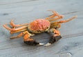 Hairy crabs, chinese cuisine