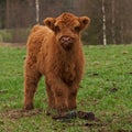 Hairy cute calf of highland cattle in Sweden Royalty Free Stock Photo