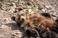 Cute lying brown bear
