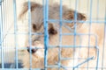 Pitiable dog in the cage Royalty Free Stock Photo