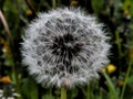 Hairy dandelion