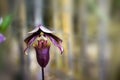 Orchid Paphiopedilum Curtisii Rote fahne Royalty Free Stock Photo