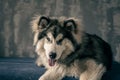 Hairy dog chilling on a blue couch Royalty Free Stock Photo