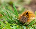 Hairy Drinker moth caterpillar in grass Royalty Free Stock Photo