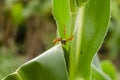 Wasp On Edge Of Maize Leaf Royalty Free Stock Photo