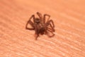 Hairy eight-spider close-up Royalty Free Stock Photo