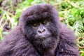 Furry face of a juvenile mountain gorilla