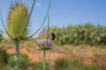 Hairy Flower Wasp on Thistle plant flower.