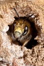 Hairy-Footed Flower Bee Royalty Free Stock Photo