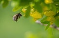 Hairy footed flower bee - Anthophora plumipes Royalty Free Stock Photo