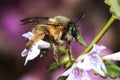 Hairy-footed flower bee, Anthophora plumipes Royalty Free Stock Photo