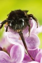 Hairy-footed Flower-bee, Anthophora plumipes Royalty Free Stock Photo