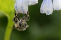 Hairy-footed flower bee Royalty Free Stock Photo