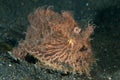 Hairy frogfish