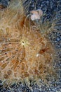 Hairy frogfish or anglerfish