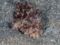 Hairy Frogfish, Antennarius striatus. Black sand, Lembeh Royalty Free Stock Photo