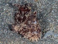 Hairy Frogfish, Antennarius striatus. Black sand, Lembeh Royalty Free Stock Photo