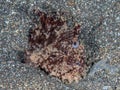 Hairy Frogfish, Antennarius striatus. Black sand, Lembeh Royalty Free Stock Photo