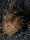 Hairy Frogfish, Antennarius striatus. Black sand, Lembeh Royalty Free Stock Photo