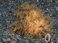 Hairy Frogfish, Antennarius striatus. Black sand, Lembeh Royalty Free Stock Photo