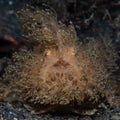 Hairy Frogfish, Antennarius striatus. Black sand, Lembeh Royalty Free Stock Photo