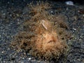 Hairy Frogfish, Antennarius striatus. Black sand, Lembeh Royalty Free Stock Photo