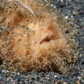 Hairy Frogfish, Antennarius striatus. Black sand, Lembeh Royalty Free Stock Photo