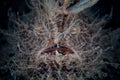 Hairy Frogfish in Lembeh Strait, Indonesia Royalty Free Stock Photo