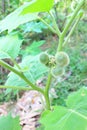 Hairy-fruited eggplant Royalty Free Stock Photo