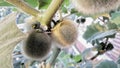 Hairy Fruited Eggplant Royalty Free Stock Photo