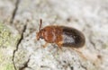 Hairy fungus beetle, Triphyllus bicolor Royalty Free Stock Photo