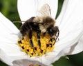 A hairy and fuzzy Bombus impatiens feeding and pollinating a white cosmos flower. Royalty Free Stock Photo