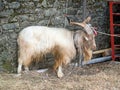 Hairy goat