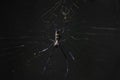 Hairy Golden Orb Weaver Spider nephila fenestrata Waiting In The Center Of Its Web Royalty Free Stock Photo