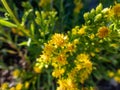 The hairy goldenrod (Solidago hispida) blooming with many small yellow flower heads Royalty Free Stock Photo