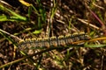 Hairy Grass Eggar caterpillar - Lasiocampa trifolii Royalty Free Stock Photo