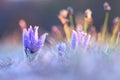 Hairy greater pasque flower flourish in spring sunlit nature with copy space