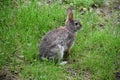 Hairy Hare wondering around the Yard