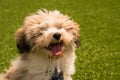 Hairy Havanese puppy Royalty Free Stock Photo