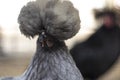 Hairy head grey chicken portrait