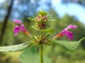 Hairy hempnettle (Galeopsis pubescens)